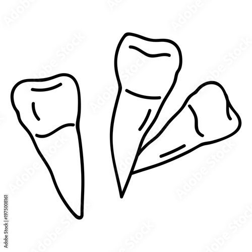 Premolar teeth pieces