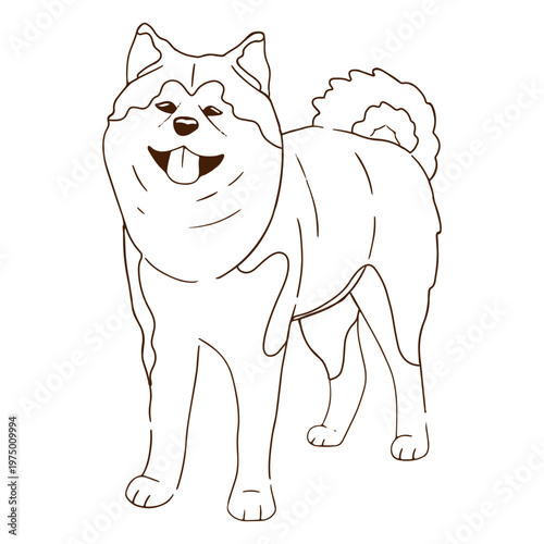 Foto Akita Inu domestic dog