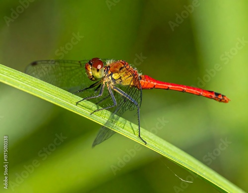 A vibrant, close-up photograph captures a dragonfly perched on a blade of grass against a verdant, blurred background