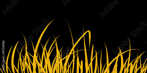 Golden grass field isolated white background. Golden-brown grass blades against a stark black background, varying in height and density, creating a natural, horizontal. 
