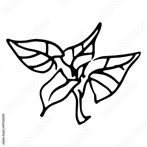 Aromatic herbs to prepare a soup