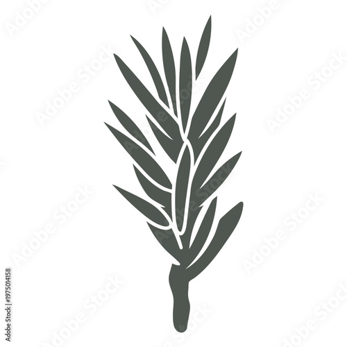 Aromatic herbs in the shadows