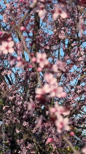 Pink cherry blossoms in full bloom on tree branches, highlighting the beauty of spring. The vibrant flowers create a stunning natural display against a clear blue sky.