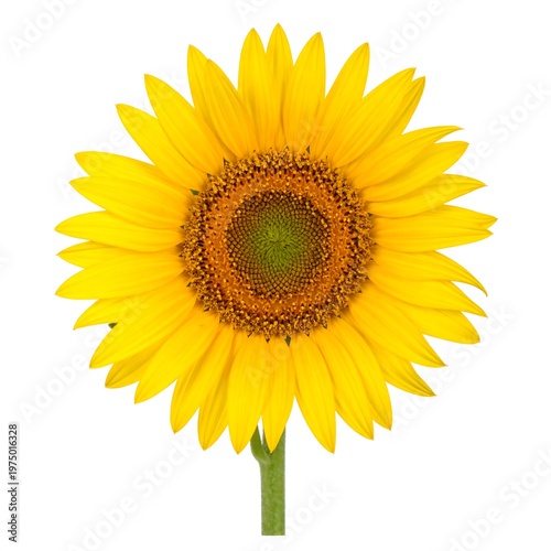 A vibrant, close-up photograph showcasing a fully bloomed, bright yellow flower with a brown central disk against white background
