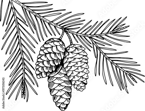 Black and white line of pine cones hanging from a fir tree branch pinecone nature