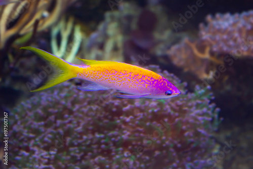 Poisson tropical coloré rose et jaune en aquarium récifal, faune marine exotique.