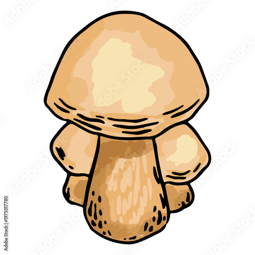 Splendid mushrooms