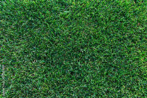 Foto Top view of field of fresh green grass