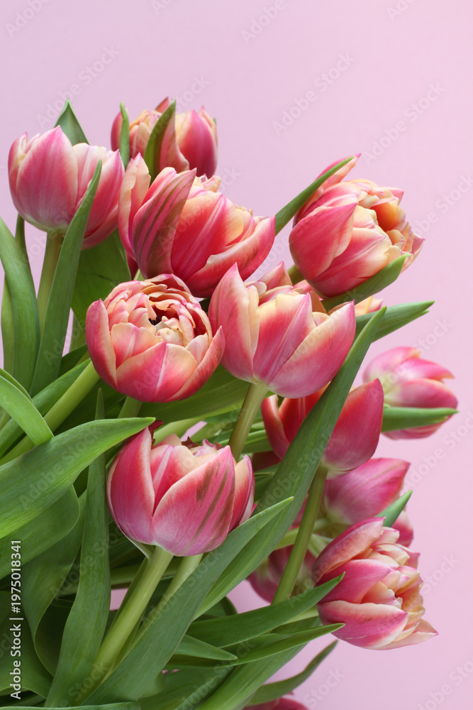 Obraz premium Bouquet of pink tulip flowers isolated on pink background. Closeup