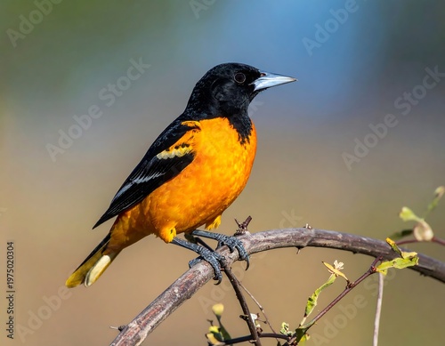 A vibrant, close-up photograph showcasing a perched songbird with striking black, orange, and white plumage, against a blurred backdrop