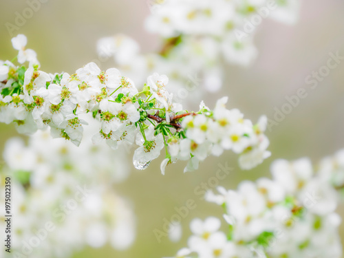 雨上がりのユキヤナギの花。水滴。春の公園や花壇を彩るユキヤナギのある風景。自然風景素材。クローズアップ