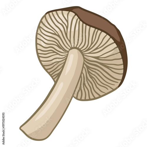 Mushroom simple illustration