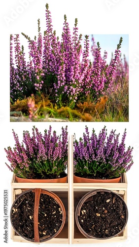 A vibrant, close-up photograph showcasing delicate lavender-colored flowers and potted plants