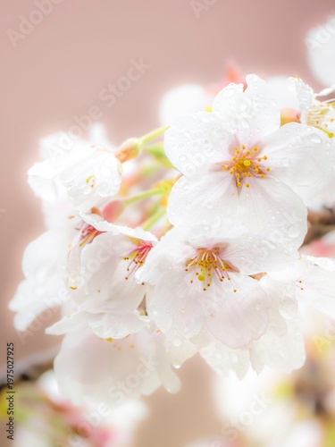 水滴のついた雨上がりの桜。やわらかい雰囲気。春のイメージ。心象風景。縦構図