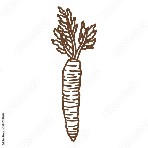 Illustration of a carrot