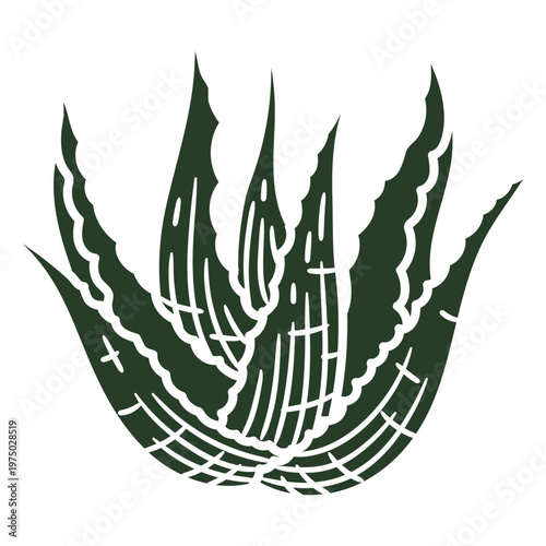 Green aloe vera plant