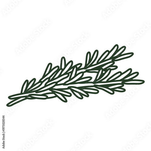 Green sprig of rosemary