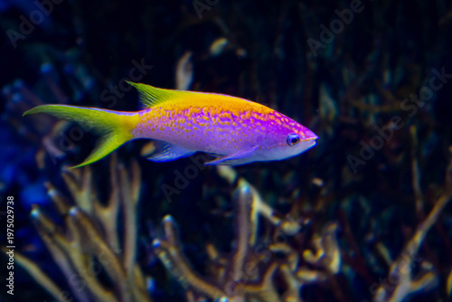 Poisson tropical coloré rose et jaune en aquarium récifal, faune marine exotique.