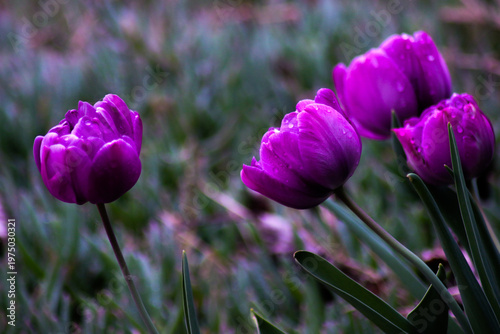 Spring colors. Flowers from my garden.
San Giuliano Nuovo - Alessandria - Piedmont - Italy
