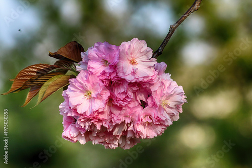 Spring colors. Flowers from my garden.
San Giuliano Nuovo - Alessandria - Piedmont - Italy