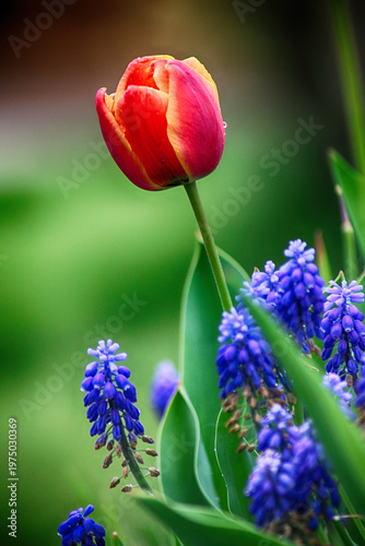 Spring colors. Flowers from my garden.
San Giuliano Nuovo - Alessandria - Piedmont - Italy