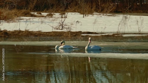 Swans swim and splash in the spring meltwater of floodplain meadows.