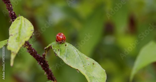Ladybugs on a fruit tree leaf infested with aphids.