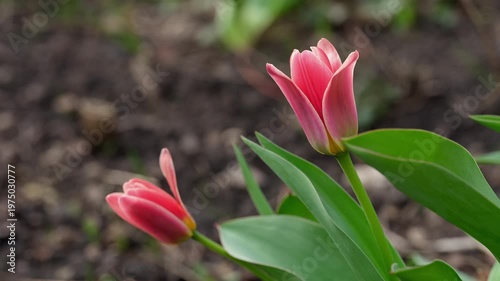 Two elegant pink tulips blooming in a spring garden with a soft blurred background. Close up.