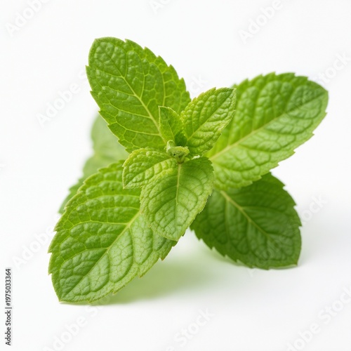 Fresh mint plant close-up with vibrant green serrated leaves and veined texture on white background vector illustration for culinary themes