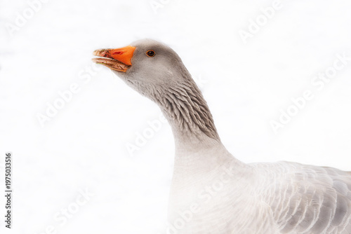 Fotografie Gänse im Schnee