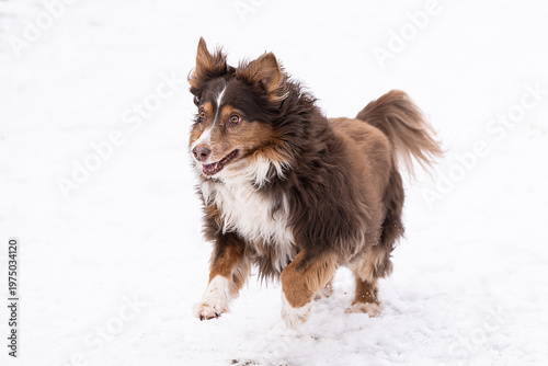 Australian Shepherd