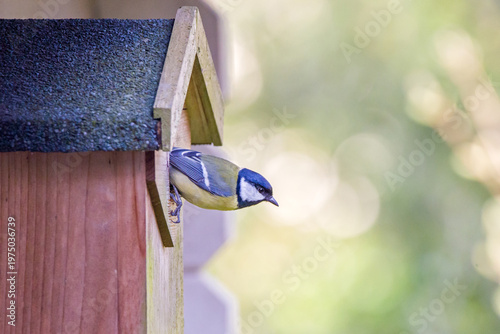 side view of a great tit looking out of a nesting box with blurred bright green background	