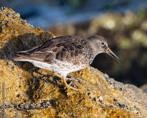 Fotografía Purple Sandpiper in Florida
