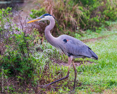 Great Blue Heron in a Florida Marsh