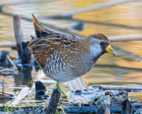Quadro su tela Sora Rail in Florida