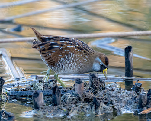 Quadro su tela Sora Rail in Florida