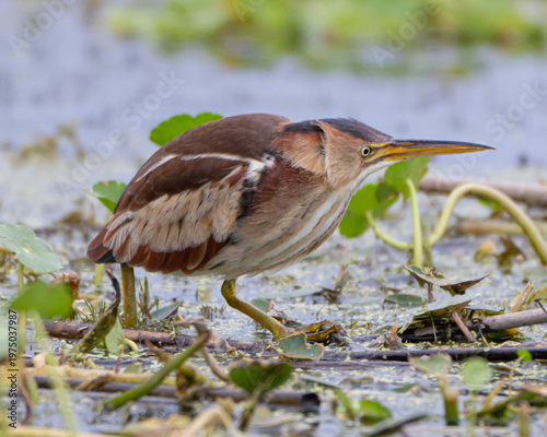 Least Bittern in Orlando Wetlands