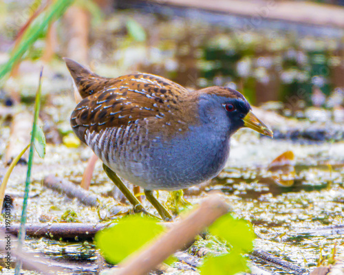 Close up of a Sora Rail