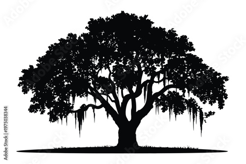 Majestic live oak tree silhouette with hanging Spanish moss, detailed natural form isolated on white background for outdoor, landscape and botanical vector illustration.