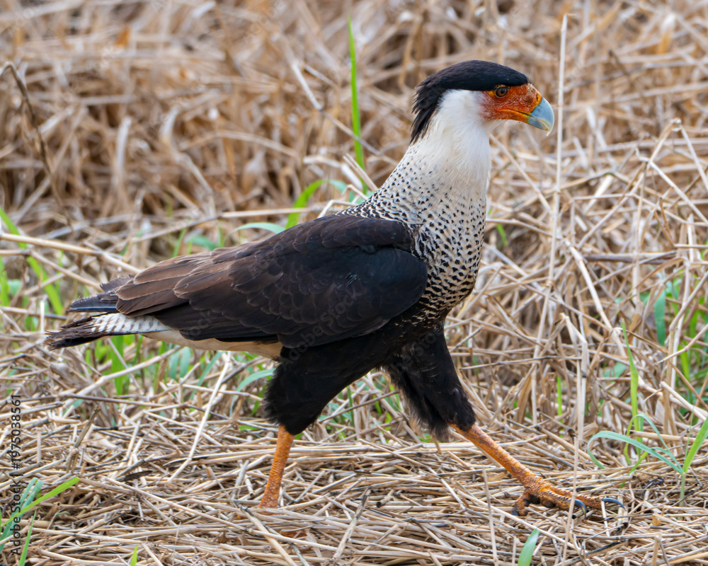 Obraz premium Close-up of a Crested Caracara in Florida
