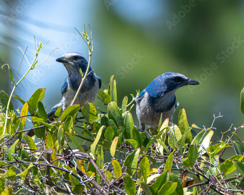 Florida Scrub Jays perched on branches