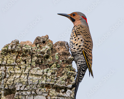 Northern Flicker on a palm stump