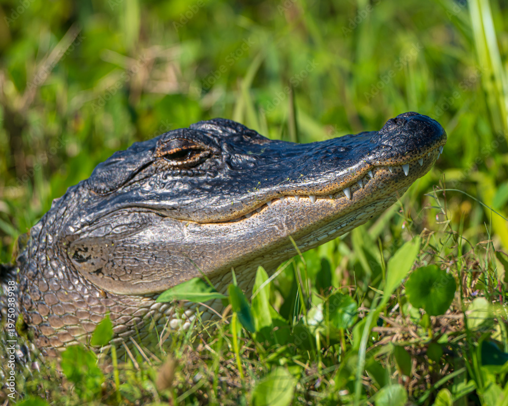 Fototapeta premium American Alligator in a Florida Marsh