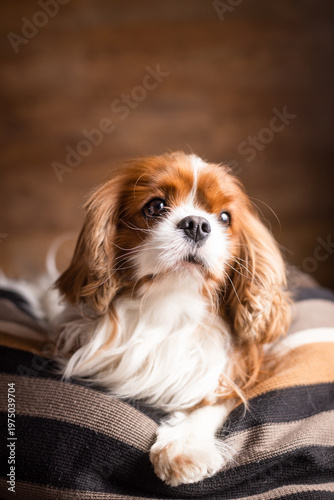 Canvastavla A cute Cavalier King Charles Spaniel in a home environment
