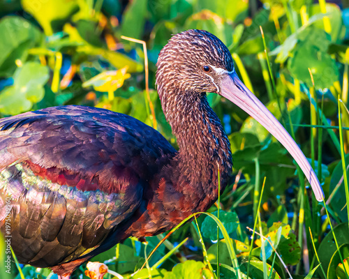 Glossy Ibis in a Florida Marsh
