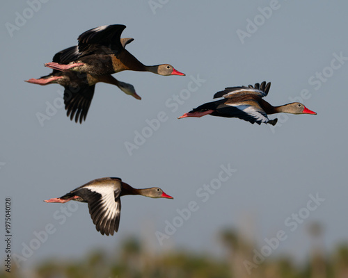 Black Bellied Whistling Ducks in Flight