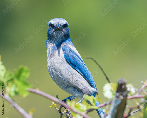 Florida Scrub Jay in Merritt Island National Wildlife Refuge
