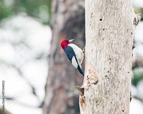 Red-headed woodpecker in a pine tree