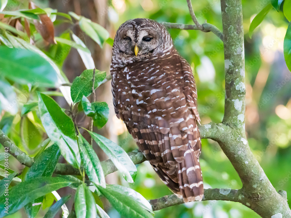 Fototapeta premium Barred Owl perched in a tree