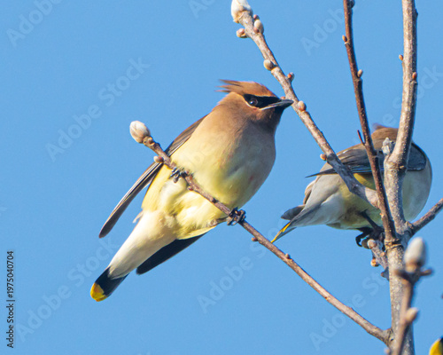 Cedar Waxwings perched in a tree